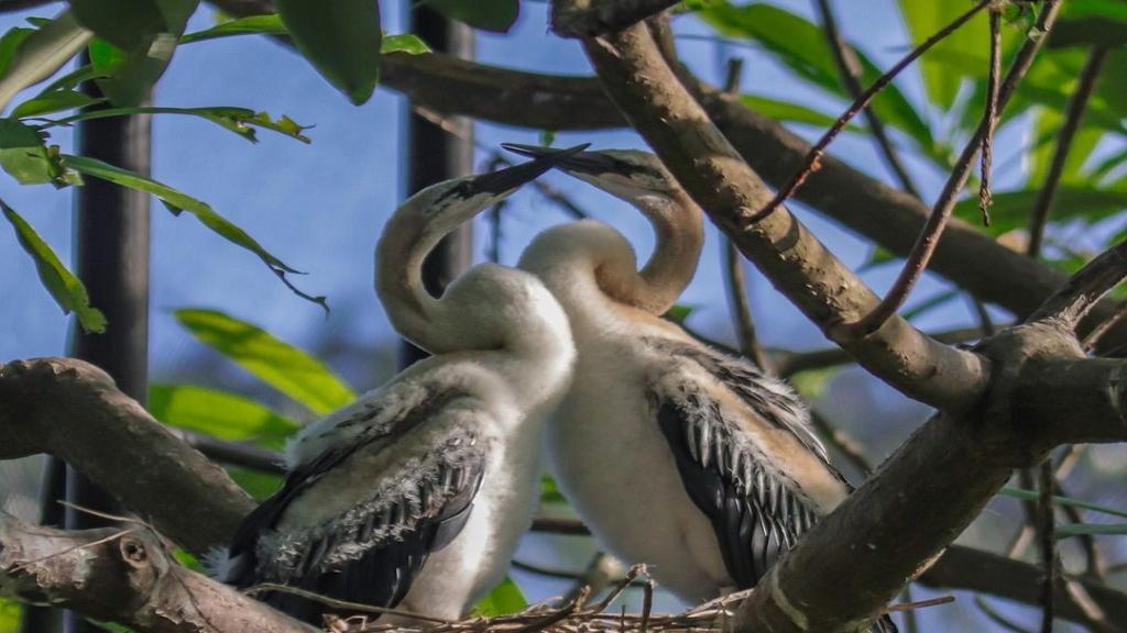 Bali Bird Park - Ticket - Image 2